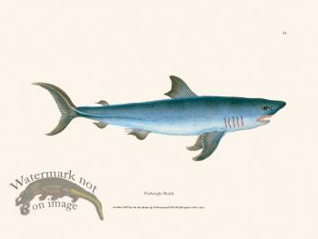051 Porbeagle Shark
